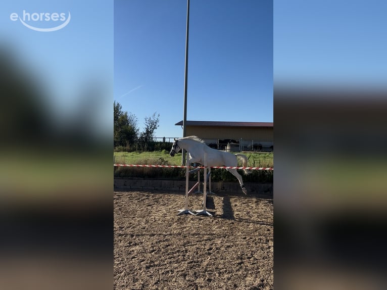 Czech sports pony Mix Mare 13 years 13.3 hh Grey in Schwabmünchen