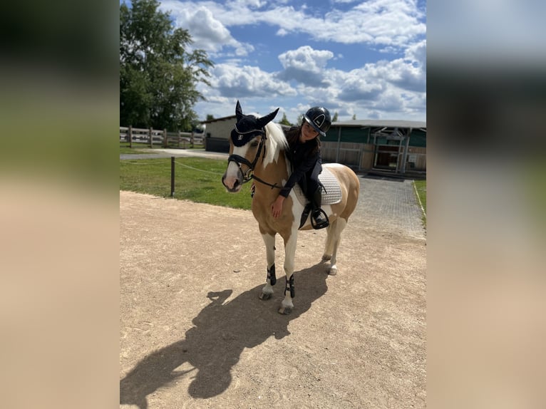 Czech sports pony Mare 14 years 14 hh Cremello in Prague