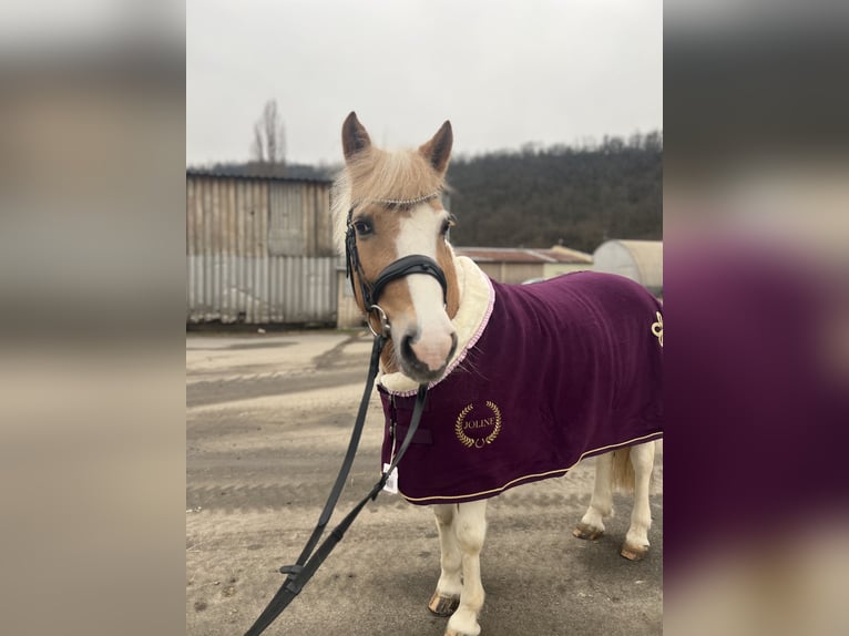 Czech sports pony Mare 14 years 14 hh Cremello in Prague