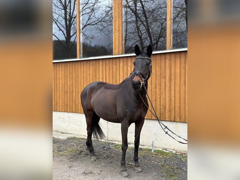 Czech sports pony Mare 14 years 16 hh Bay-Dark in Coswig