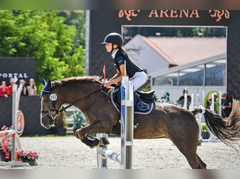 Czech sports pony Mare 15 years 13,1 hh Red Dun in Brno