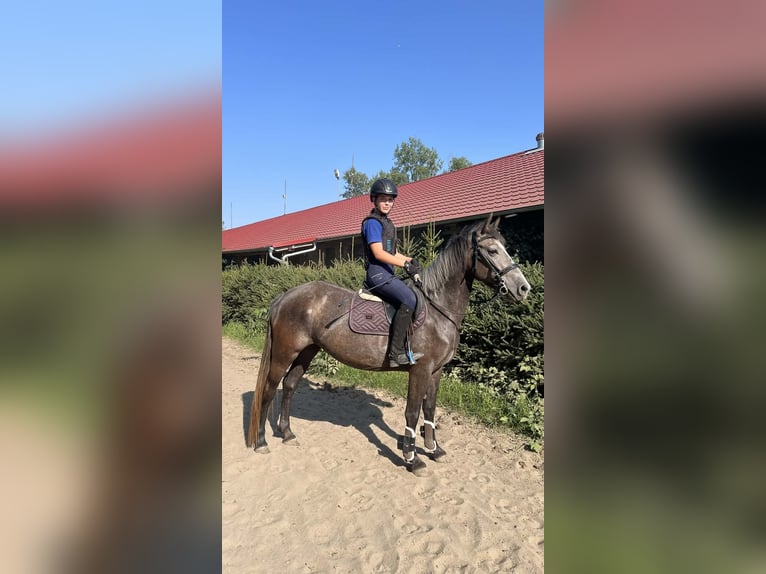 Czech sports pony Mare 5 years 14,1 hh Grey in Zlámanka
