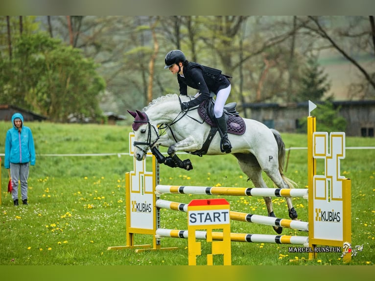 Czech sports pony Mare 9 years 14,1 hh White in Prague - west