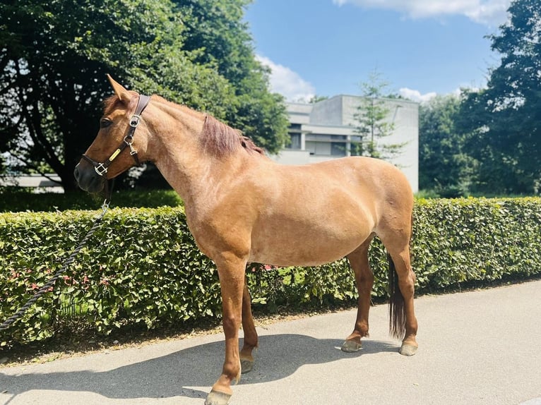 Czech sports pony Mare 9 years 14 hh Chestnut-Red in Dietikon