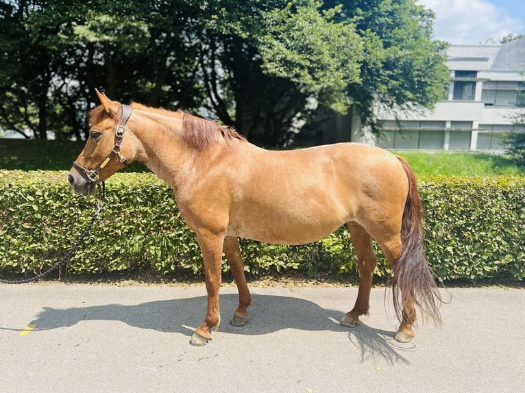 Czech sports pony Mare 9 years 14 hh Chestnut-Red in Dietikon