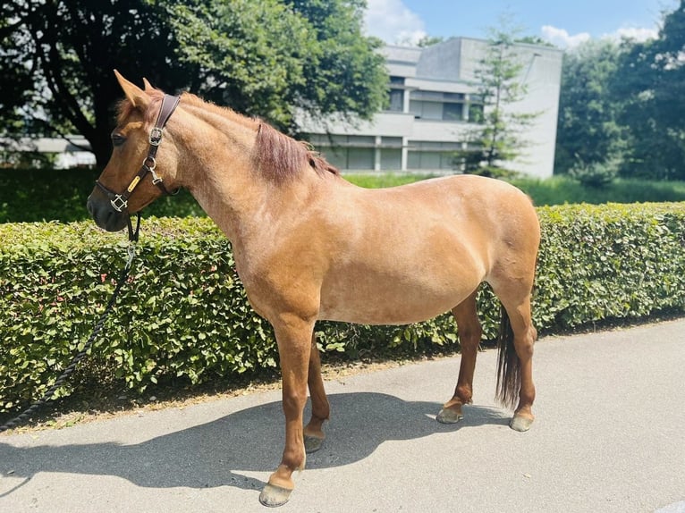 Czech sports pony Mare 9 years 14 hh Chestnut-Red in Dietikon