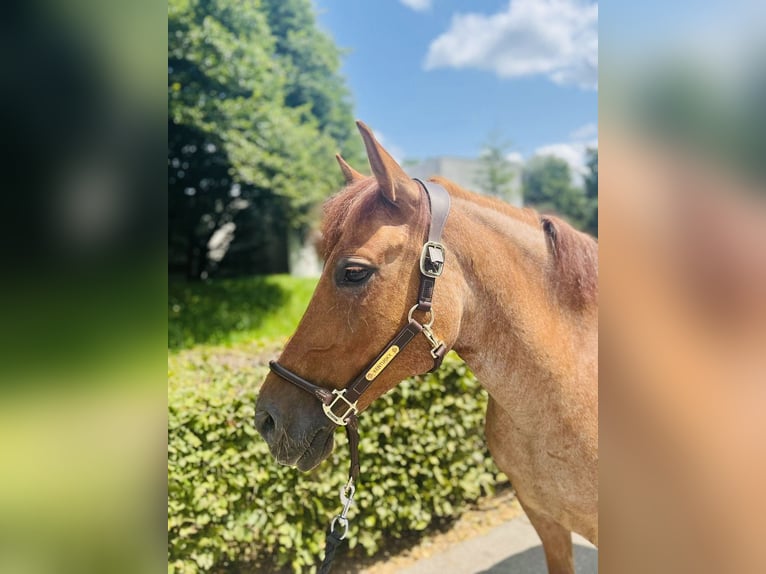 Czech sports pony Mare 9 years 14 hh Chestnut-Red in Dietikon