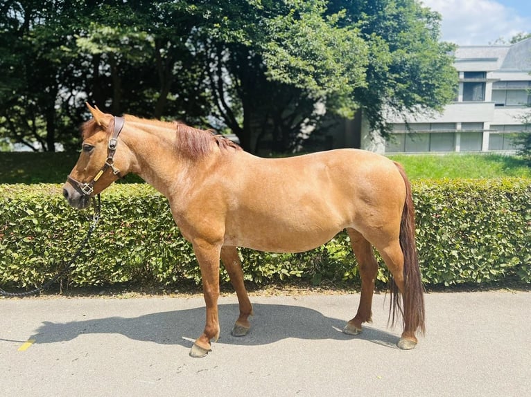 Czech sports pony Mare 9 years 14 hh Chestnut-Red in Dietikon