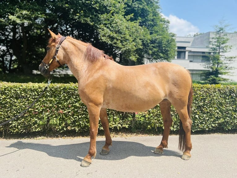 Czech sports pony Mare 9 years 14 hh Chestnut-Red in Dietikon