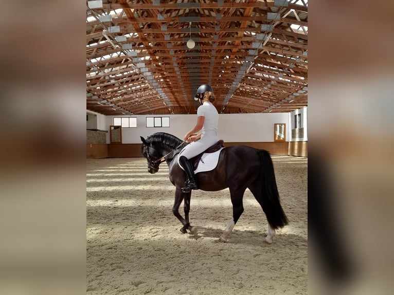 Czech sports pony Stallion 4 years 13,3 hh Black in Praha