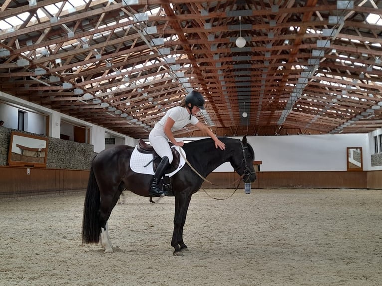 Czech sports pony Stallion 4 years 13,3 hh Black in Praha