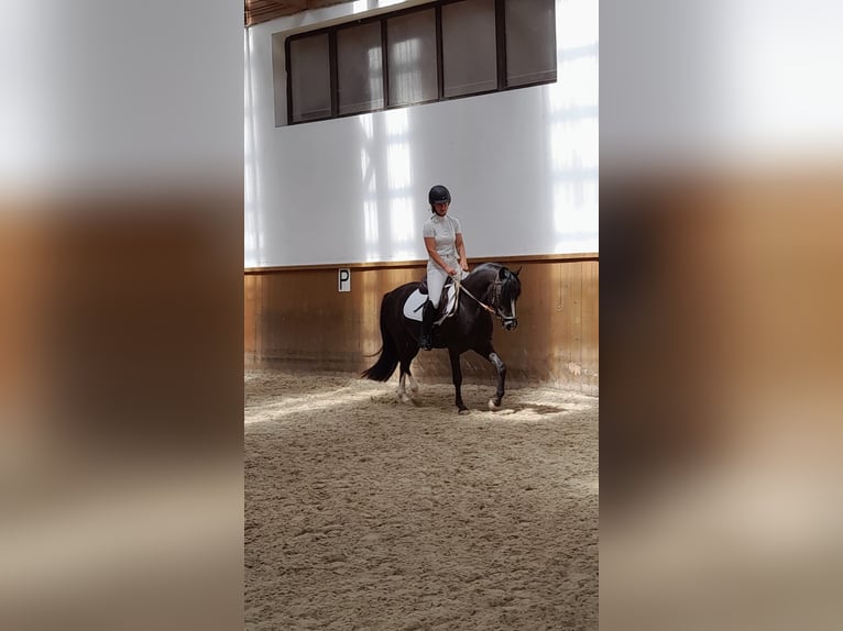 Czech sports pony Stallion 4 years 13,3 hh Black in Praha