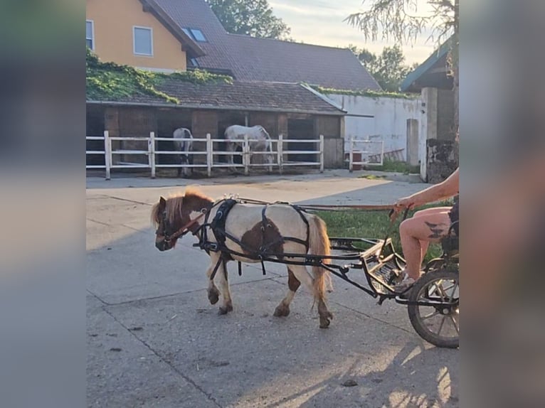 Czech sports pony Stallion 4 years 8,1 hh Pinto in Staasdorf