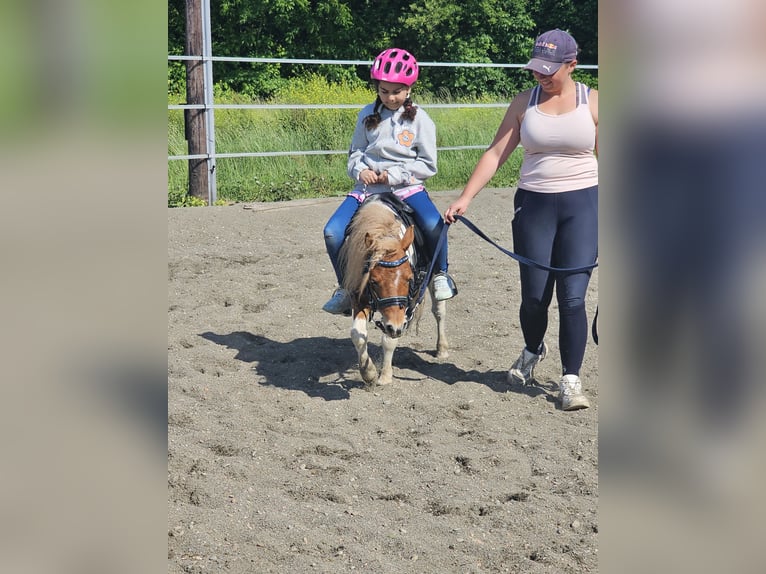 Czech sports pony Stallion 4 years 8,1 hh Pinto in Staasdorf