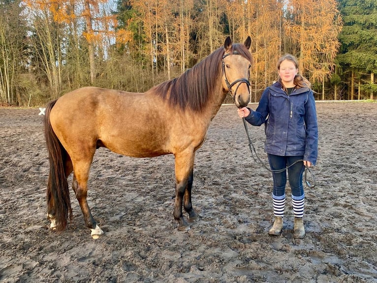 Czech sports pony Stallion 7 years 13,3 hh Buckskin in Zábřeh Czech Republic