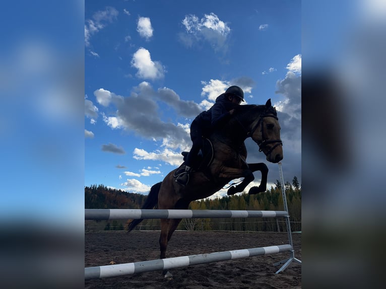 Czech sports pony Stallion 7 years 13,3 hh Buckskin in Zábřeh Czech Republic