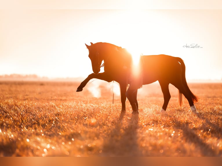 Czech Warmblood Gelding 10 years 16,1 hh Bay-Dark in Trebur