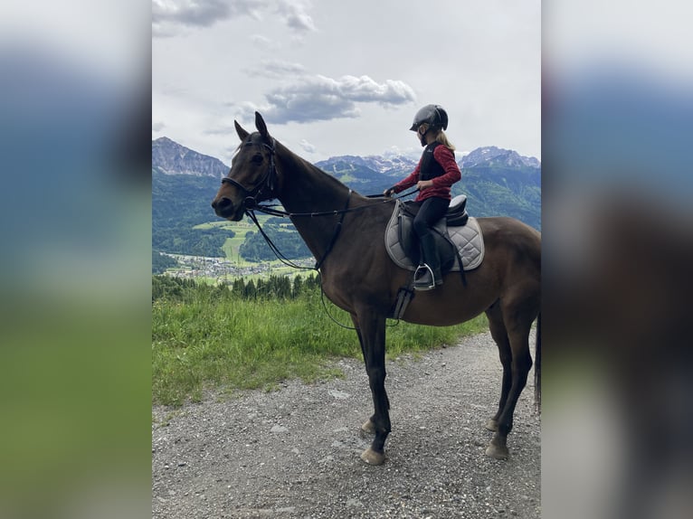 Czech Warmblood Gelding 10 years 16 hh Brown in Hermagor