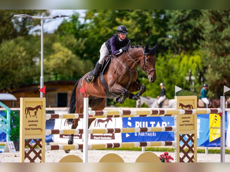 Czech Warmblood Gelding 10 years 17.2 hh Brown in Brno