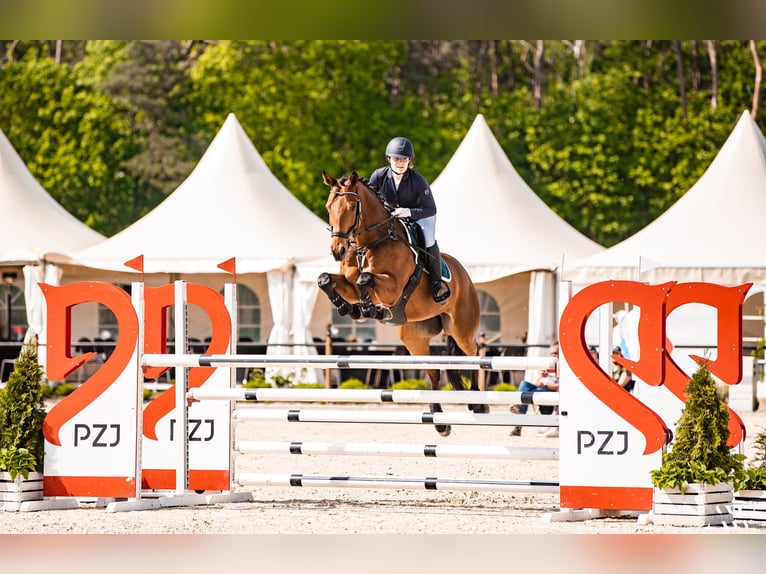 Czech Warmblood Gelding 11 years 16,1 hh Bay in Warsaw