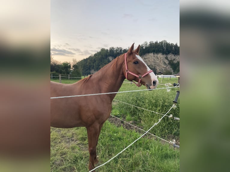 Czech Warmblood Gelding 11 years 16,1 hh Chestnut-Red in Kuchl