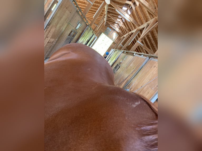 Czech Warmblood Gelding 11 years 16,1 hh Chestnut-Red in Kuchl