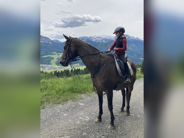 Czech Warmblood Gelding 11 years 16.2 hh Brown in Hermagor