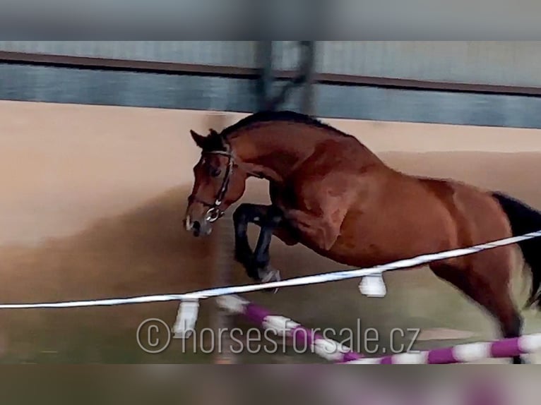 Czech Warmblood Gelding 11 years 16 hh Brown in Region Prag