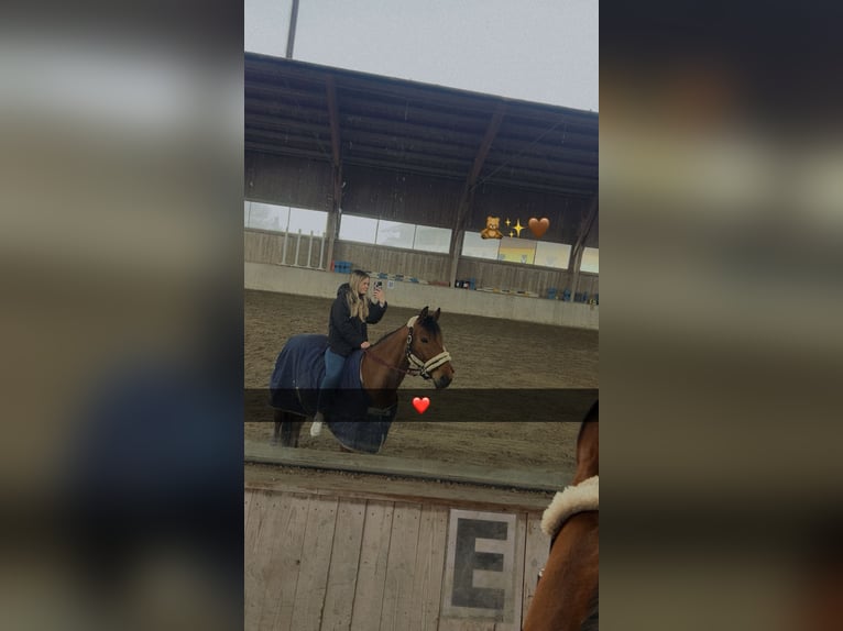 Czech Warmblood Gelding 11 years 16 hh Brown in Berndorf bei Salzburg