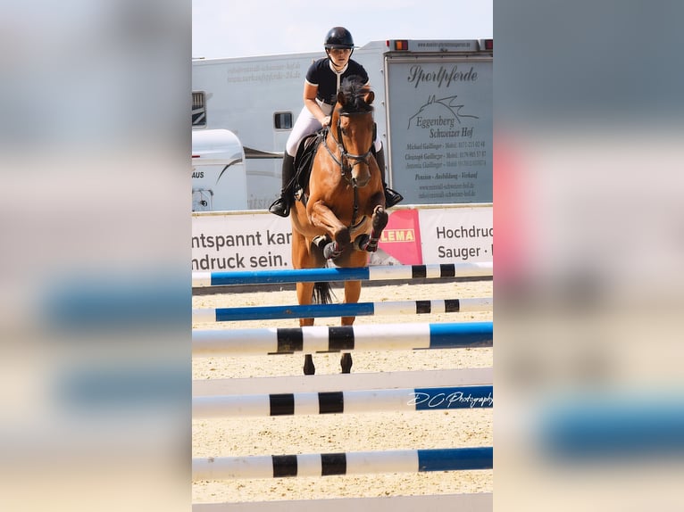 Czech Warmblood Gelding 11 years 16 hh Brown in Berndorf bei Salzburg