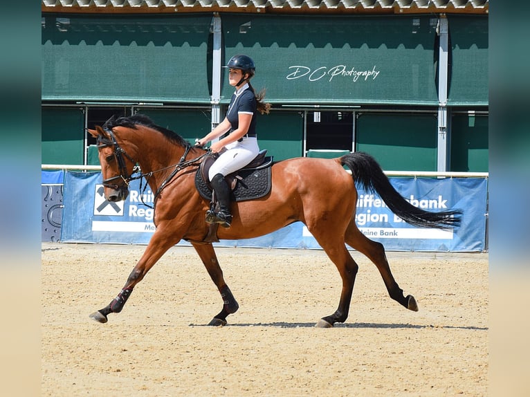 Czech Warmblood Gelding 11 years 16 hh Brown in Berndorf bei Salzburg