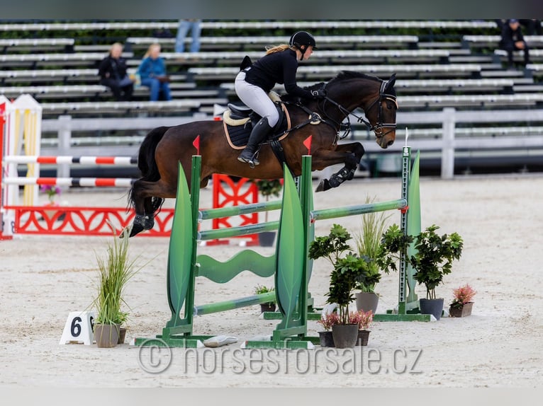 Czech Warmblood Gelding 11 years 16,1 hh Brown in Roudnice nad Labem