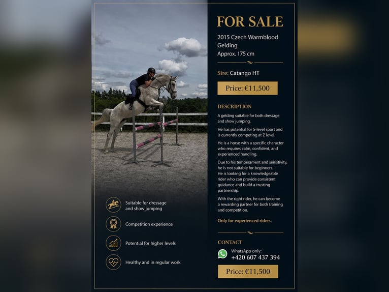 Czech Warmblood Gelding 11 years 17.1 hh Grey in Czech Republic