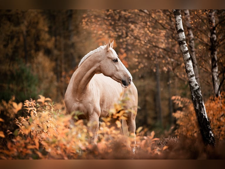 Czech Warmblood Gelding 12 years 16,2 hh Palomino in Hilter am Teutoburger Wald