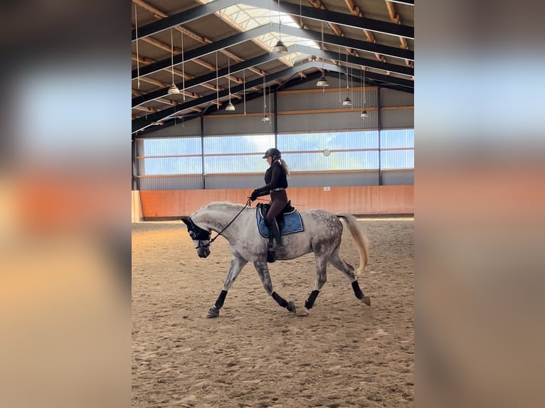 Czech Warmblood Gelding 12 years 16,3 hh Gray-Dapple in PostfeldPreetz