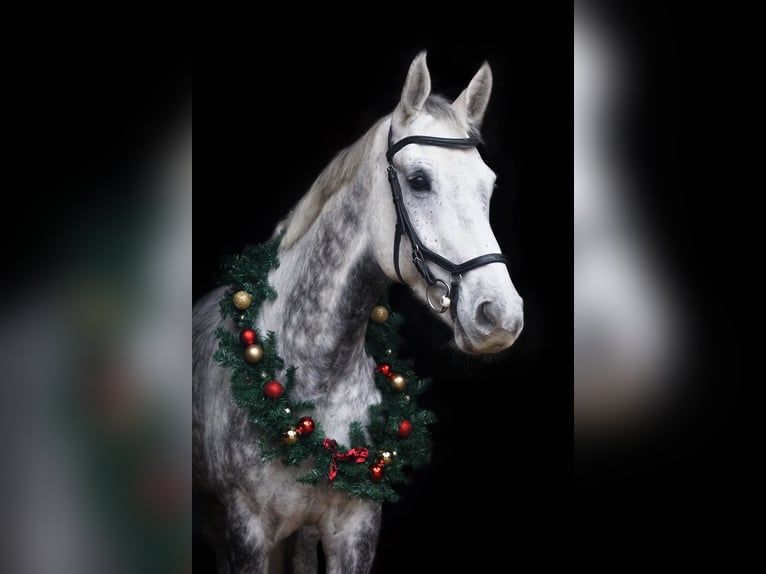 Czech Warmblood Gelding 12 years 16,3 hh Gray-Dapple in PostfeldPreetz