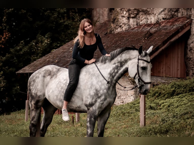 Czech Warmblood Gelding 12 years 16,1 hh Gray-Blue-Tan in Georgenberg