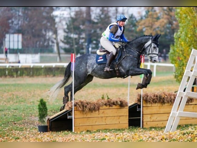 Czech Warmblood Gelding 12 years 16,1 hh Gray-Blue-Tan in Georgenberg
