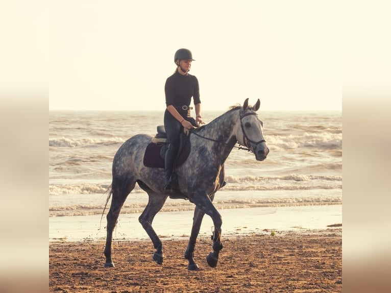 Czech Warmblood Gelding 12 years 16,1 hh Gray-Blue-Tan in Georgenberg