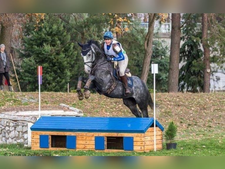 Czech Warmblood Gelding 12 years 16,1 hh Gray-Blue-Tan in Georgenberg