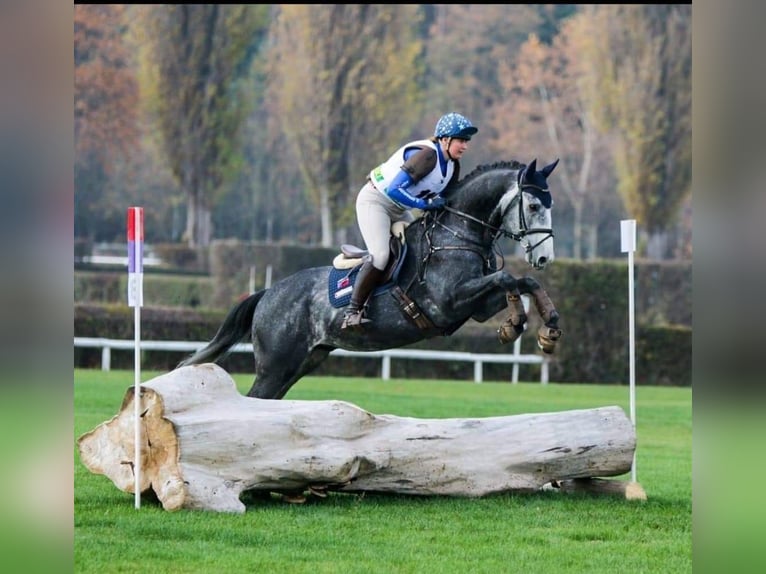 Czech Warmblood Gelding 12 years 16,1 hh Gray-Blue-Tan in Georgenberg