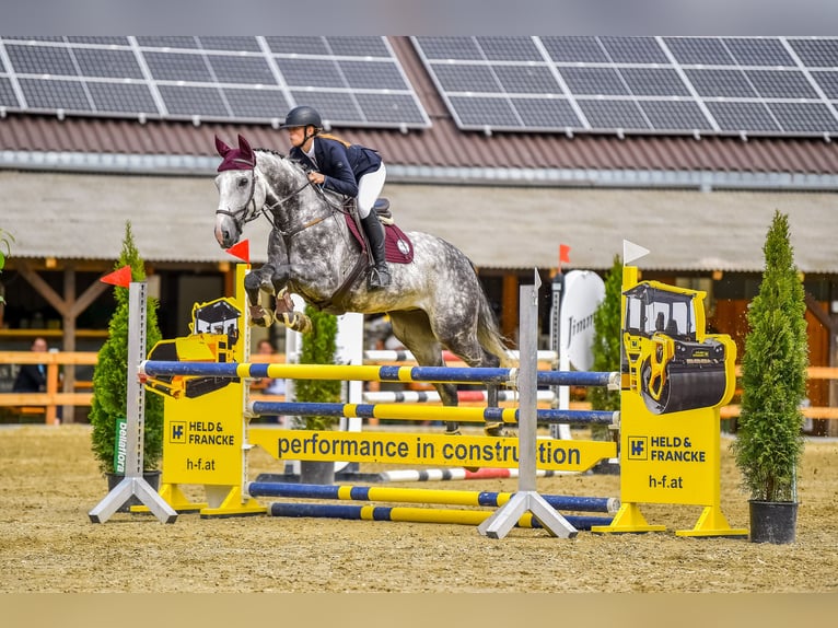Czech Warmblood Gelding 12 years 16,1 hh Gray-Blue-Tan in Georgenberg