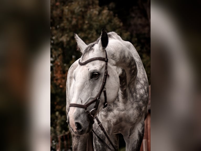 Czech Warmblood Gelding 12 years 16,1 hh Gray-Blue-Tan in Georgenberg