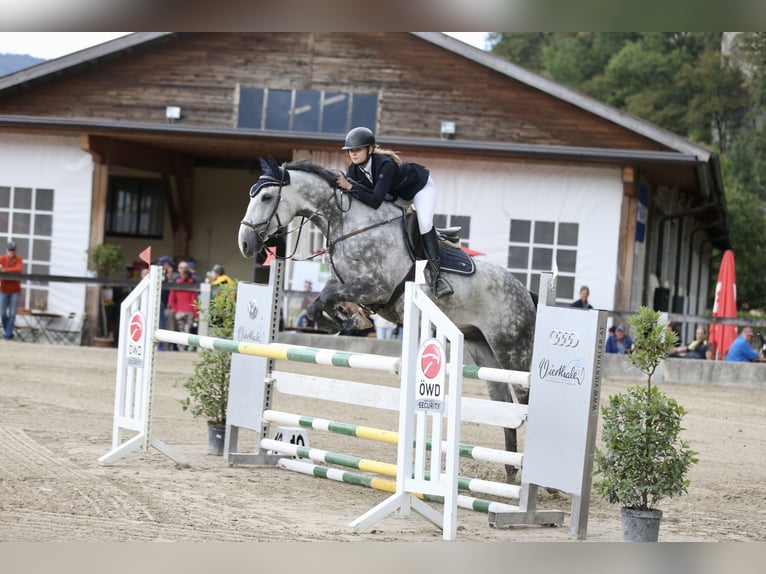 Czech Warmblood Gelding 12 years 16,1 hh Gray-Blue-Tan in Georgenberg
