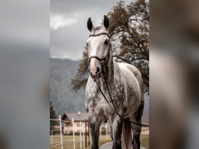 Czech Warmblood Gelding 12 years 16,1 hh Gray-Blue-Tan in Georgenberg