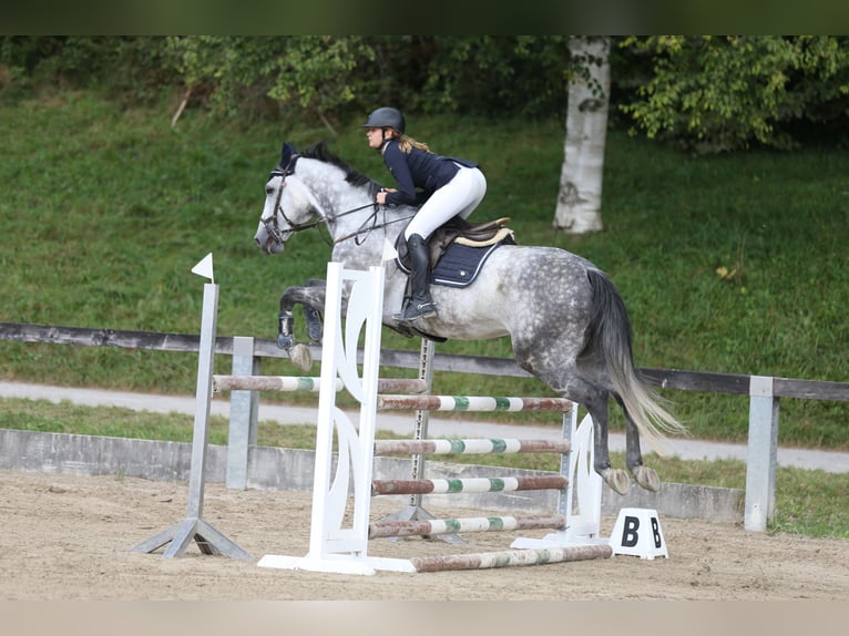 Czech Warmblood Gelding 12 years 16,1 hh Grey-Blue-Tan in Georgenberg