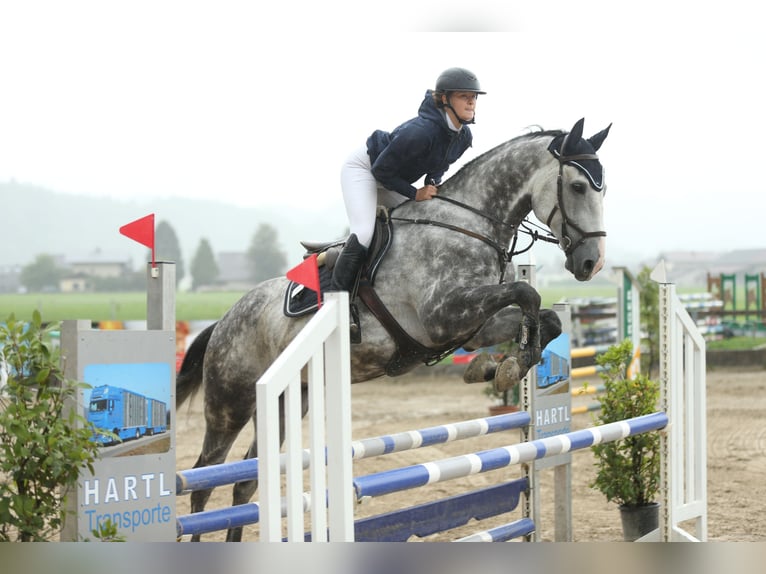 Czech Warmblood Gelding 12 years 16,1 hh Grey-Blue-Tan in Georgenberg