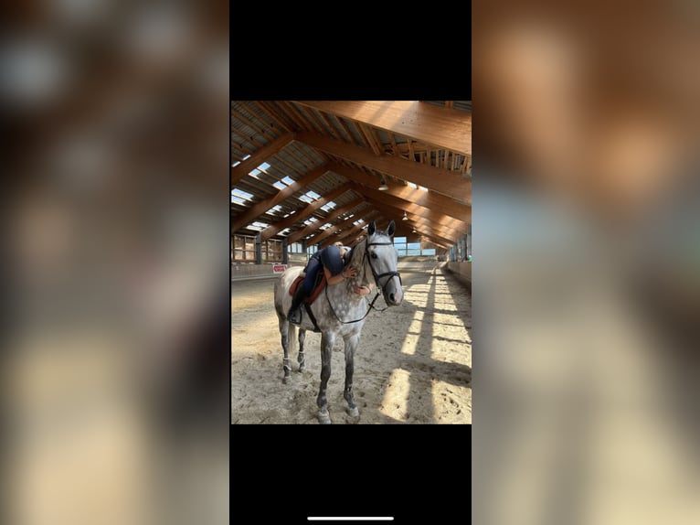 Czech Warmblood Gelding 12 years 16,1 hh in Georgenberg