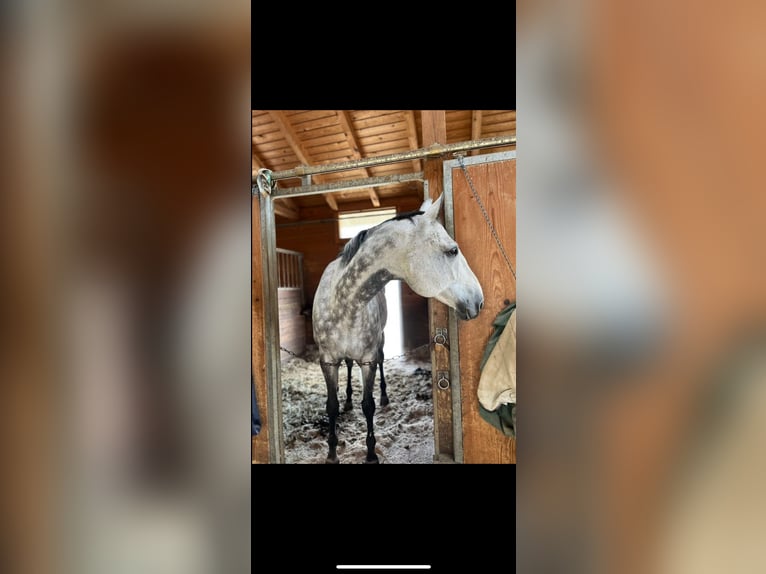Czech Warmblood Gelding 12 years 16,1 hh in Georgenberg