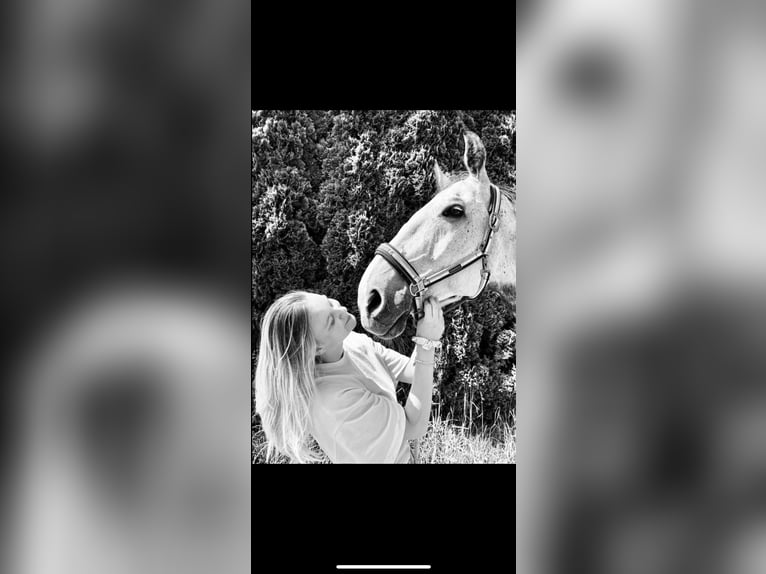 Czech Warmblood Gelding 12 years 16,1 hh in Georgenberg